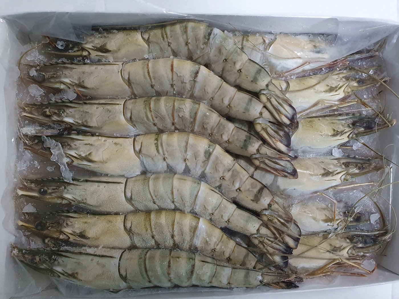 Hoso Black Tiger Shrimp - Image 3