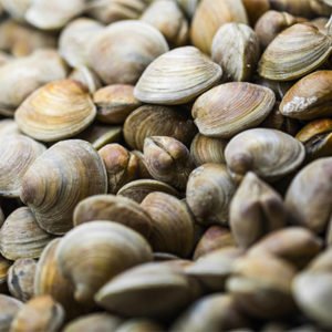Shell Fish